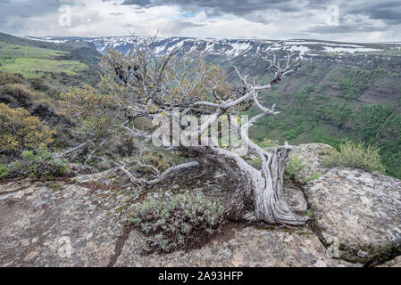 Acajou de montagne au-dessus de peu de Blitzen, Gorge de montagne Steens, Oregon. Banque D'Images