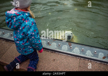 Berlin, Allemagne. 05Th Nov, 2019. Un jeune visiteur ressemble à l'ours polaire, le Hertha Berlin qui nage dans son boîtier dans le Tierpark Berlin. Credit : Gregor Fischer/dpa/Alamy Live News Banque D'Images