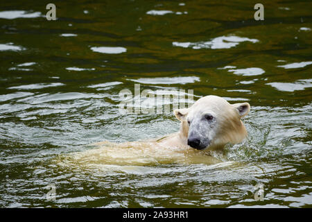 Berlin, Allemagne. 05Th Nov, 2019. L'ours polaire le Hertha Berlin nage dans un bassin d'eau à l'intérieur de son boîtier dans le zoo de Berlin. Credit : Gregor Fischer/dpa/Alamy Live News Banque D'Images