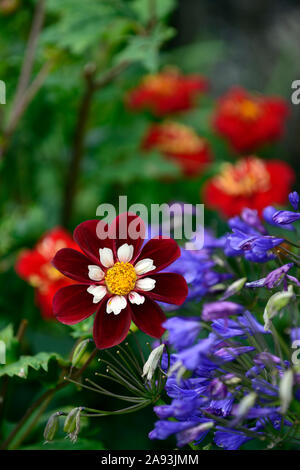 Dahlia papillon de nuit,Agapanthus bleu marine, Agapanthus Minuit,Star,pot,conteneurs pots récipient jardinage,affiche,affichage,été,Floral RM Banque D'Images