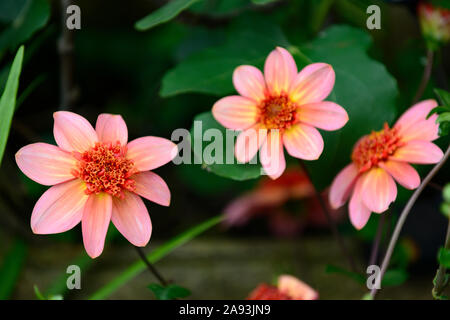 Dahlia dahlias,totalement la mandarine, orange, fleurs,fleurs,fleurs,plantes vivaces,vivaces Floral,RM Banque D'Images