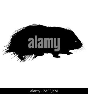 Silhouettes de Porcupine noir sur fond blanc. Banque D'Images