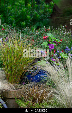 Stipa tenuissima Pony Tails,grass,herbes,pot,casseroles,container,jardinage,jardin floral RM Banque D'Images