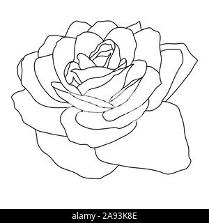 Beau dessin monochrome, noir et blanc fleur rose isolé. Banque D'Images