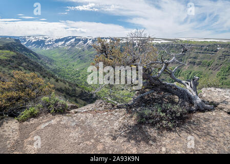 Acajou de montagne au-dessus de peu de Blitzen, Gorge de montagne Steens, Oregon. Banque D'Images