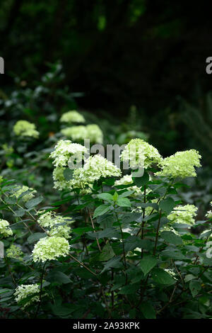 Hydrangea paniculata peu,chaux,panicule panicules de fleurs,fleurs,fleurs,blanc,,de l'ombre, l'ombre ,ombragé ,jardin ,le jardinage ,Floral RM Banque D'Images