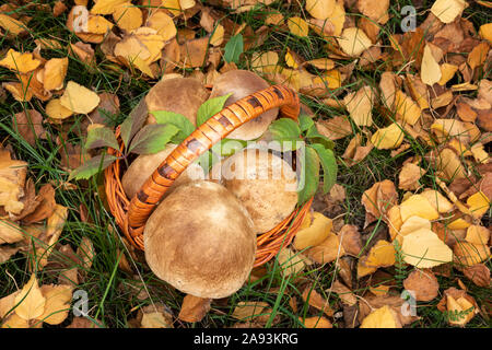 Saison d'automne avec fond de panier de champignons sauvages grand Bun Penny, également connu sous le nom de Porchini ou Boletus edulis. Panier est sur le sol, entre tombé Banque D'Images