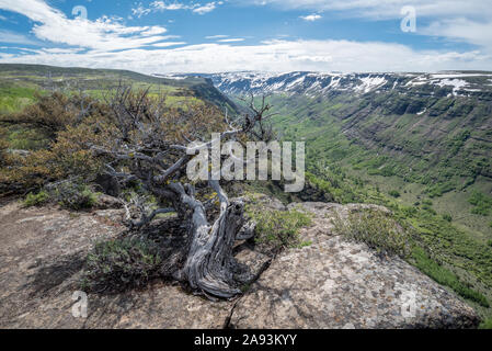 Acajou de montagne au-dessus de peu de Blitzen, Gorge de montagne Steens, Oregon. Banque D'Images