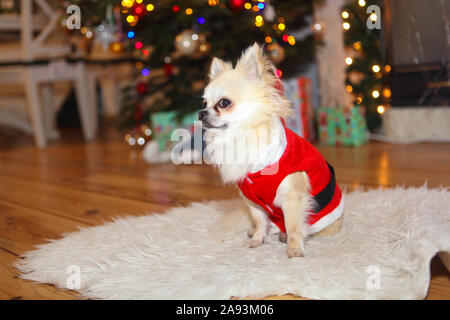 Cute chihuahua dog wearing en costume de Père Noël s'asseoir sous l'arbre de Noël. Nouvel an et de noël concept. Célébrer l'hiver vacances du Nouvel An Banque D'Images