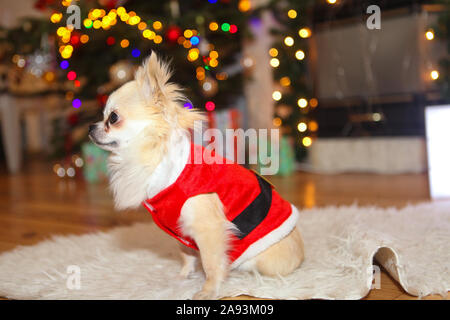 Cute chihuahua dog wearing en costume de Père Noël s'asseoir sous l'arbre de Noël. Nouvel an et de noël concept. Célébrer l'hiver vacances du Nouvel An Banque D'Images