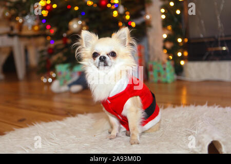 Cute chihuahua dog wearing en costume de Père Noël s'asseoir sous l'arbre de Noël. Nouvel an et de noël concept. Célébrer l'hiver vacances du Nouvel An Banque D'Images