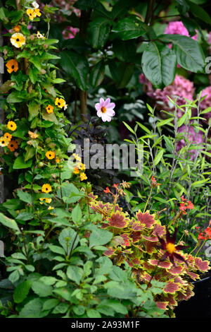 Thunbergia alata,black-eyed Susan,vigne,panaché pélargonium mixte,container,pot,casseroles,container,gardeing Floral RM Banque D'Images