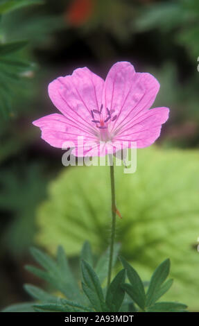 Gros plan de Geranium sanguineum « Glenluce », une vivacité robuste avec des fleurs rose pâle en forme de tasse. Banque D'Images