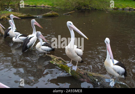Les pélicans assis sur un journal dans l'eau à l'étang Banque D'Images