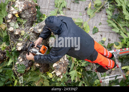 À un travailleur de l'élagage des branches d'arbre sur le trottoir de la ville. Jour de pluie en plein air Banque D'Images