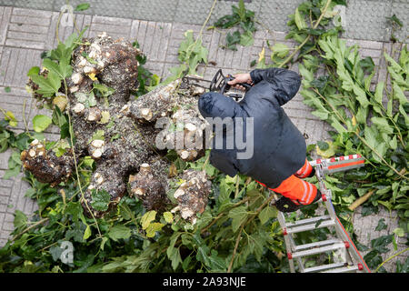 À un travailleur de l'élagage des branches d'arbre sur le trottoir de la ville. Jour de pluie en plein air Banque D'Images