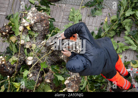 À un travailleur de l'élagage des branches d'arbre sur le trottoir de la ville. Jour de pluie en plein air Banque D'Images