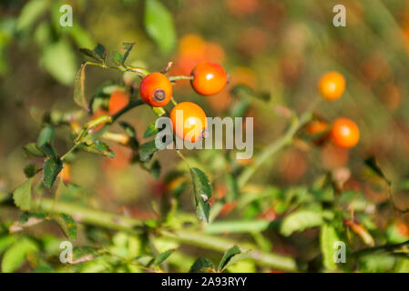 L'églantier. Close-up of dog-rose de baies. Dog rose fruits. Banque D'Images