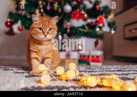 Le gingembre chat jouant avec guirlande en vertu de l'arbre de Noël. Noël et Nouvel an concept Banque D'Images