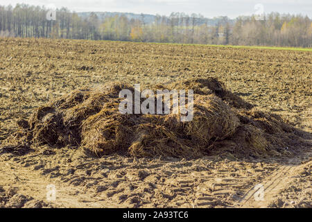 Un gros tas de bouse de vache se trouve sur un champ labouré. Les champs d'engrais sur une ferme laitière. Podlasie. La Pologne. Banque D'Images