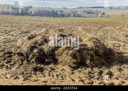 Un gros tas d'excréments se trouve sur un champ labouré. Les champs d'engrais sur une ferme laitière. Podlasie. La Pologne. Banque D'Images