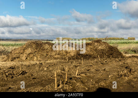 Un gros tas de fumier de vache et de paille se trouve sur un champ labouré. Les champs d'engrais sur une ferme laitière. Podlasie. La Pologne. Banque D'Images