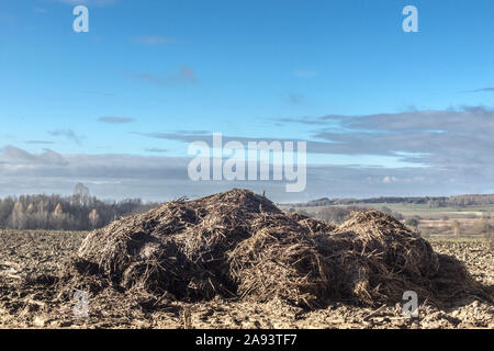 Journée ensoleillée. Un gros tas de fumier de vache et de paille se trouve sur un champ labouré. Les champs d'engrais sur une ferme laitière. Podlasie. La Pologne. Banque D'Images