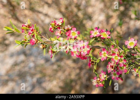 Callistemon spectabile, Aphrodite l'arbre de thé Banque D'Images