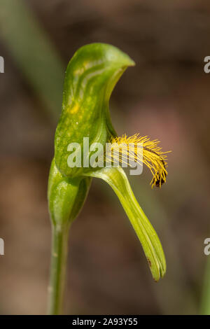 Pterostylis sp. aff. plumosa 3, Grand Greenhood barbu Banque D'Images