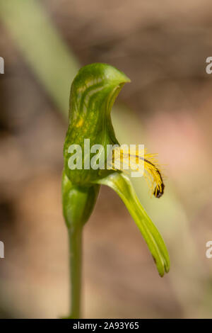 Pterostylis sp. aff. plumosa 3, Grand Greenhood barbu Banque D'Images