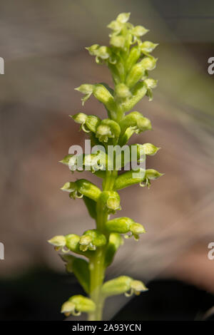 Microtis arenaria, encoche de l'Oignon Banque D'Images