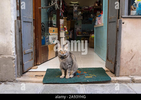 Venise, Italie - 20 juillet 2019 : un chat assis à l'extérieur d'une boutique dans la ville de Venise en Italie. Banque D'Images