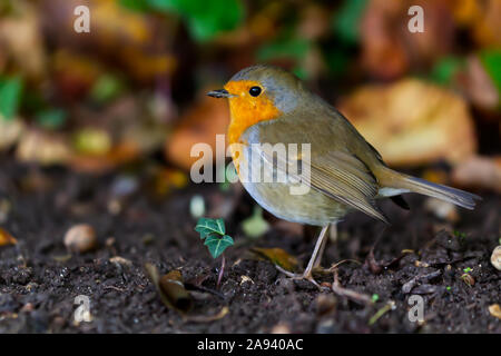 Robin - britannique Britain's favourite garden oiseau. Banque D'Images