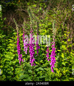 Foxgloves (Digitalis) à la lisière de la forêt; Surrey (Colombie-Britannique), Canada Banque D'Images