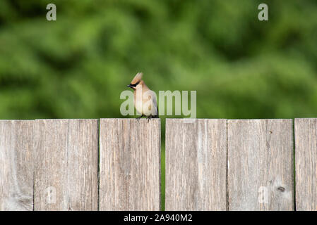 Un mâle de Cèdre Waxwing (Bombycilla cedrorum) perché sur une clôture; Olympia, Washington, États-Unis d'Amérique Banque D'Images