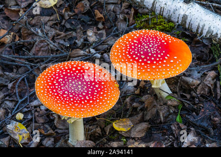 Les champignons agariques à la mouche vibrante (amanita muscaria) poussent parmi les détritus; Alaska, États-Unis d'Amérique Banque D'Images