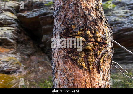 Écorce malade avec sève sur un tronc d'arbre; Alaska, États-Unis d'Amérique Banque D'Images