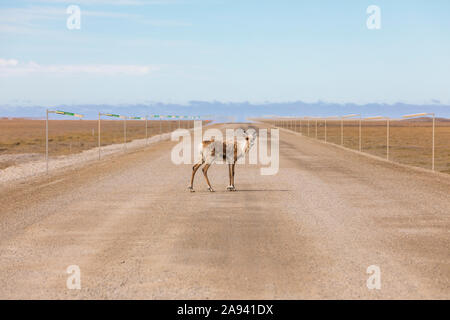 Un caribou isolé (Rangifer tarandus) se trouve sur la route Dalton, en Alaska, aux États-Unis d'Amérique Banque D'Images