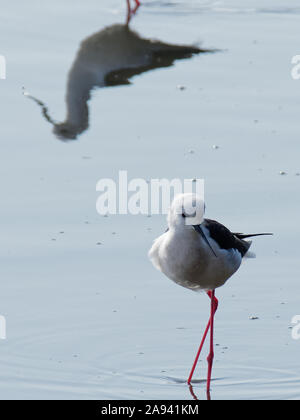 Black-winged Stilt (Himantopus himantopus) pataugeant dans Yatsu higata-platin à Narashino, Japon au début du printemps, à côté de la réflexion de l'autre. Banque D'Images