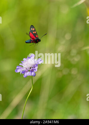 Six-spot burnet moth en vol au-dessus d'une petite fleur pourpre dans un pré sur Gangers Hill, Woldingham, Surrey, Royaume-Uni Banque D'Images