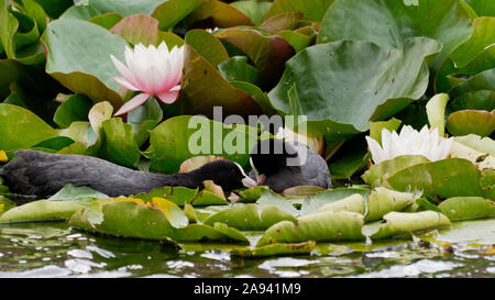 Foulques d'Eurasie (Fulica atra) becs toucher ensemble sur un étang avec de l'eau fleurs lys en fleur. Wapping, Londres, Royaume-Uni. Banque D'Images