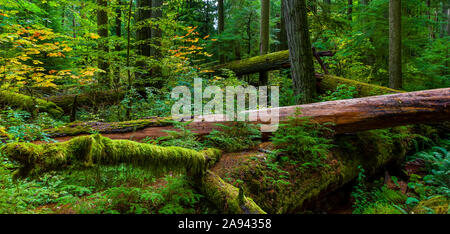 Feuillage luxuriant et arbres tombés dans la vieille forêt de Cathedral Grove, parc provincial MacMillan, île de Vancouver; Colombie-Britannique, Canada Banque D'Images