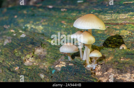 Close up faible niveau vue de la sauvage Champignons forestiers Banque D'Images