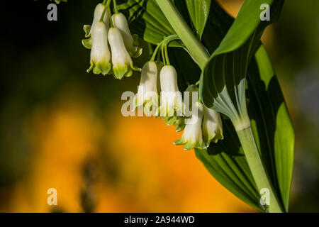 Solomon's Seal (Polygonatum) est une plante frappante trouvée dans un jardin de l'Oregon; Astoria, Oregon, États-Unis d'Amérique Banque D'Images