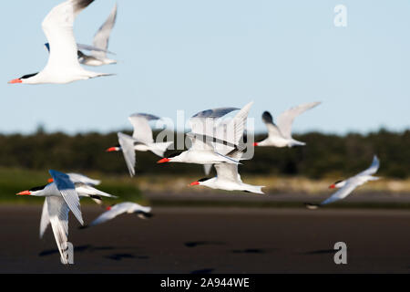 Caspian Terns (Hydroprogne caspia) survole la baie de Trestle; Hammond, Oregon, États-Unis d'Amérique Banque D'Images