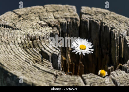 Une Marguerite anglaise (Bellis perennis) pousse dans un ancien poste de clôture sur la côte de l'Oregon; Depot Bay, Oregon, États-Unis d'Amérique Banque D'Images