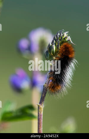 Un ours laineux caterpillar (Pyrharctia isabella) mange une plante lupin; Cathlamet, Washington, États-Unis d'Amérique Banque D'Images