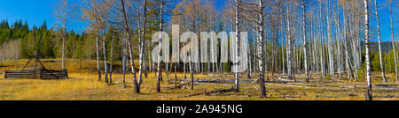 Couleurs d'automne sur ce paysage panoramique de bouleaux perdant des feuilles et un ciel bleu et lumineux Banque D'Images