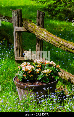 Cirez les Begonias dans un pot le long d'une clôture en bois de mousse avec de l'herbe luxuriante et des fleurs sauvages; Lac Brome, Québec, Canada Banque D'Images