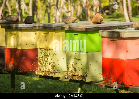 Rangée colorée de ruches avec abeilles; Île de Pâques, Chili Banque D'Images